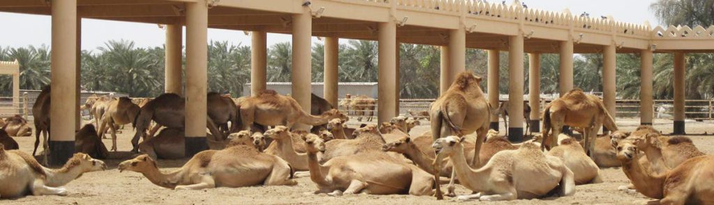 NATIONAL RESEARCH CENTRE ON CAMEL in rajasthan