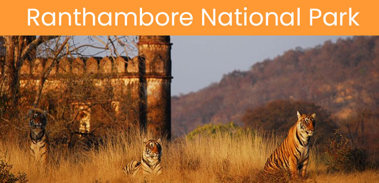 Ranthambore National Park in Rajasthan