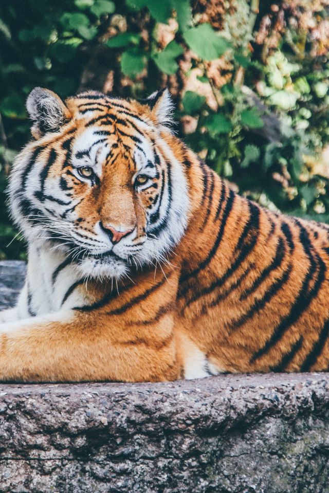 Namdapha National Park